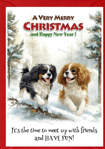 Cavalier king charles spaniel - cavalier,