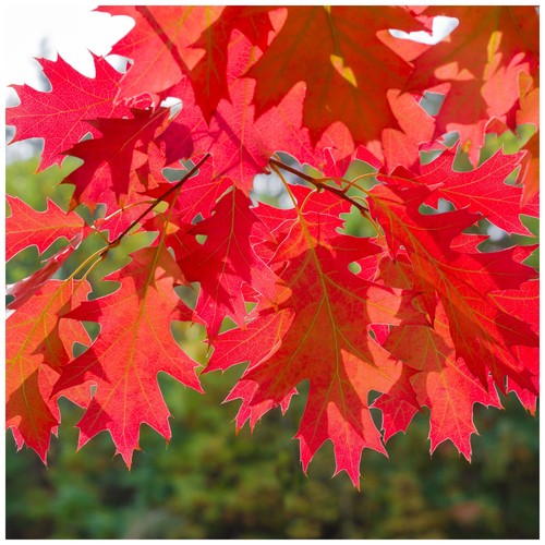 Red oak trees - , 1-2ft