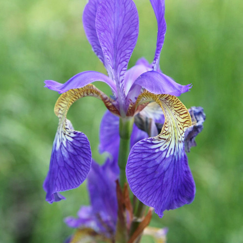 Iris sibirica plants - 3,
