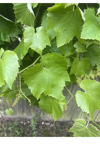 Organic grape vine - organic, leaves
