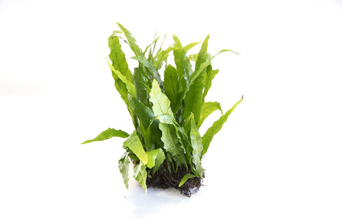Java fern microsorium pteropus - fern,