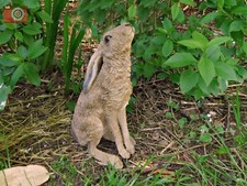 A MOON GAZING HARE, Vivid