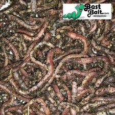 Large Panfish Worms European
