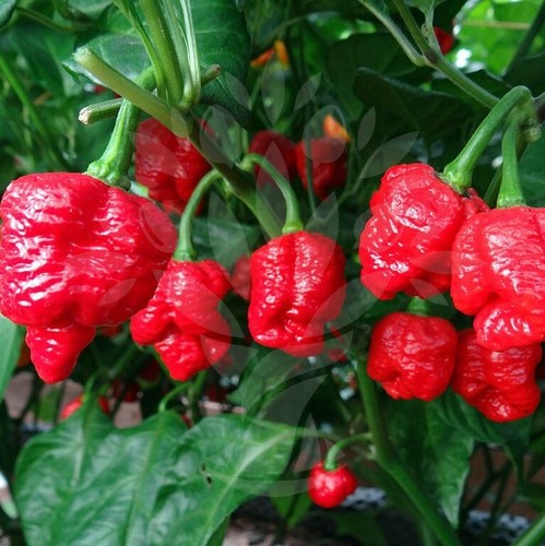 Trinidad scorpion moruga - 🌼,