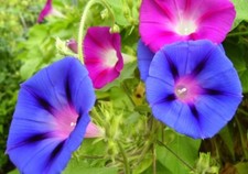 Classic Morning Glory flower, Ipomoea, organic seeds, climbing plant, UK grown