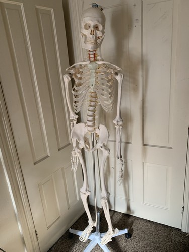 Fantastic human skeleton model - fantastic,