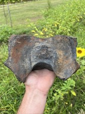 Very Very Nice Extinct Baleen