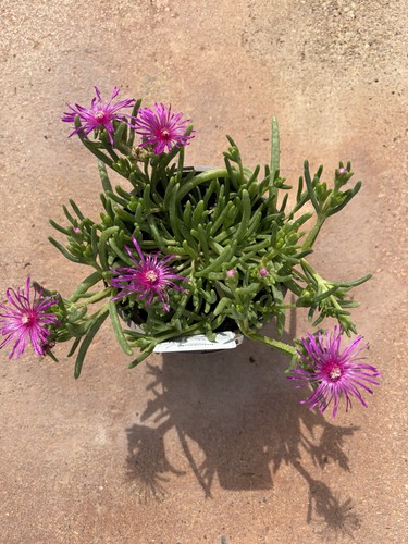 Delosperma cooperi ice plant - ice,