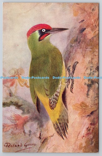 R764869 green woodpecker - green, birds