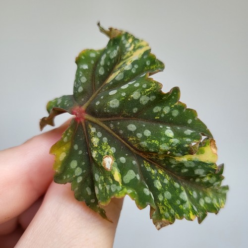 Rare begonia izumo - rare, 'izumo