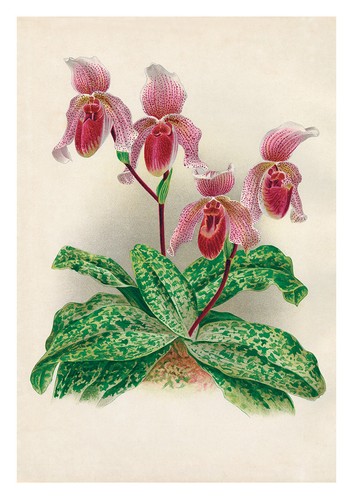 Cypripedium lawrenceo regieri - cypripedium,