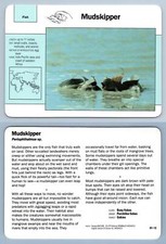 Mudskipper #97.13 Fish -