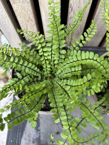 Asplenium trichomanes - , 1l