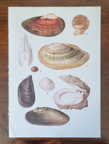 Vintage natural history print - vintage,
