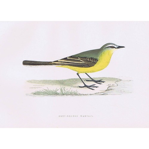 Birds grey headed wagtail - headed,