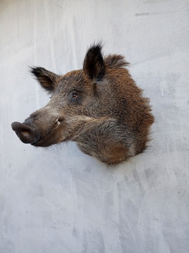 Wild boar taxidermy head - boar, mount