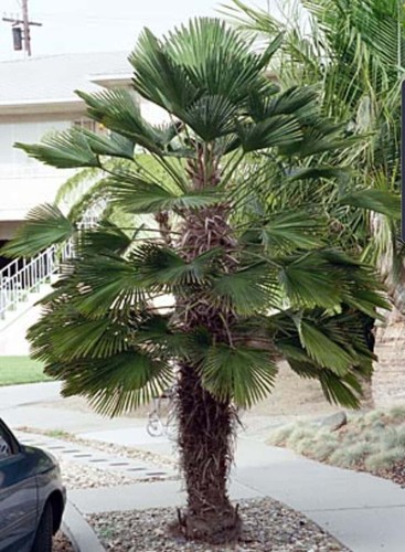 Trachycarpus wagnerianus palm - trachycarpus,