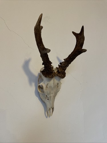 Roe deer head and antlers - head,