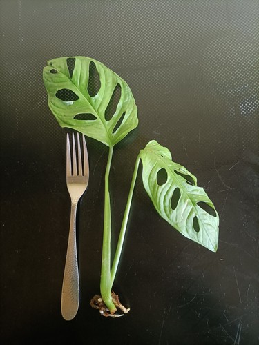 Monstera adansonii monkey - monstera,