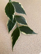 Hoya Polyneura | Outer