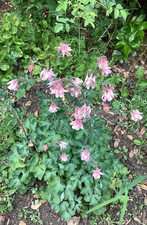4 Aquilegia Plants dug from my