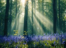 Bluebell Woodland Forest