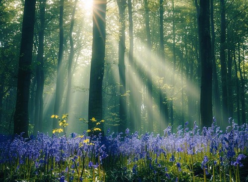 Bluebell woodland forest - bluebell,