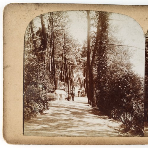 Bournemouth forest park path - forest,