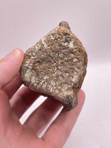 Carolina fossil whale dolphin - fossil,