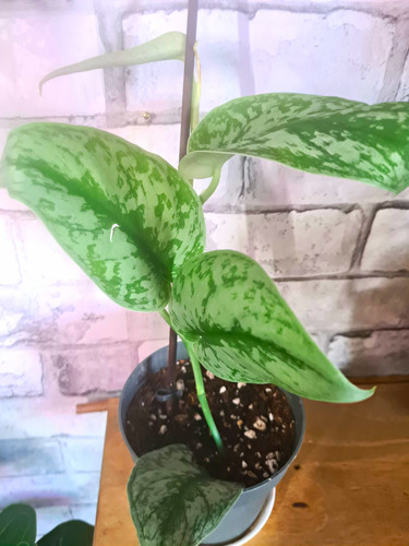 Satin pothos - satin,