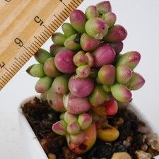 Exact Plant - Crassula Elegans - Tiny Red Chubby Bubbles Rare Korean Succulent