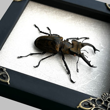Real Insect Beetle Framed