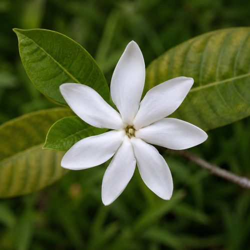 Gardenia oudiepe seeds - gardenia,