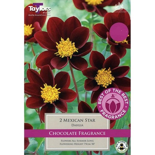 Dahlia chocolate mexican - , 'mexican