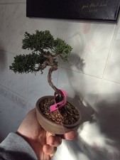   Juniper   Bonsai  About 7