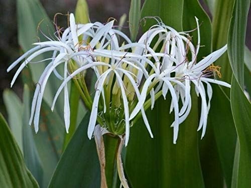 Giant white lilly spider - white,