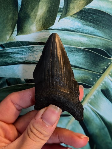Real megalodon tooth - real,
