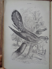 1881 CAGE & CHAMBER-BIRDS by