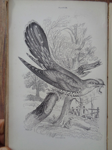 1881 cage chamber birds by - &,