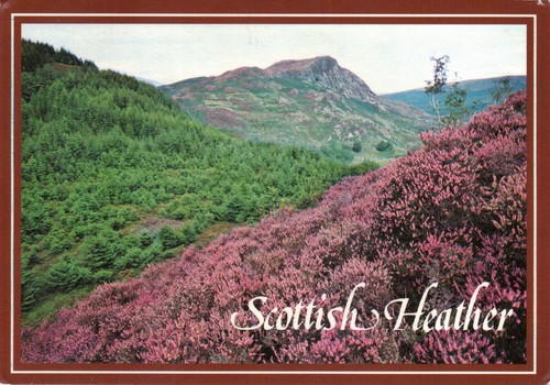 Postcard scottish heather - postcard,