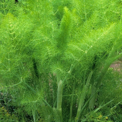 Herb fennel green 9 - green, (