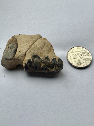Ancient lobster crab - ancient, or