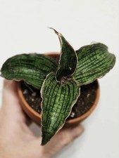 Sansevieria Cleopatra Pot 8cm