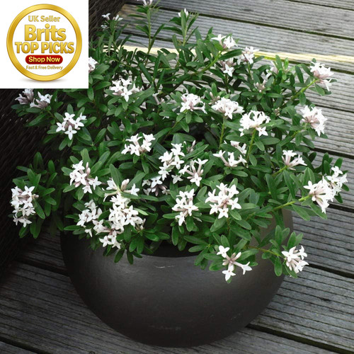 Potted hardy daphne outdoor - potted,