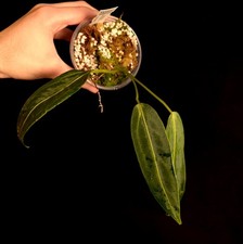 Anthurium warocqueanum