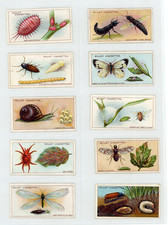 Wills Garden Life Cigarette