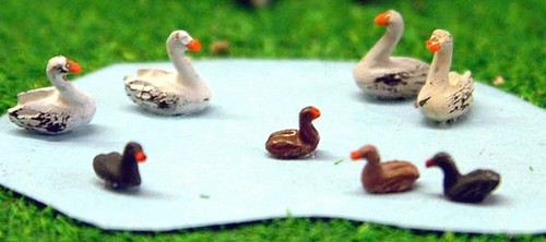 Waterfowl swans ducks - waterfowl,