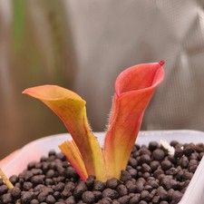 Heliamphora Minor -AW-
