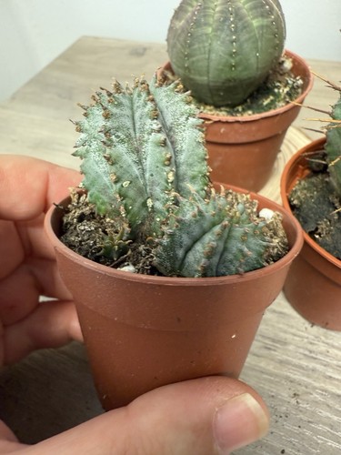 Euphorbia horrida alba - euphorbia,