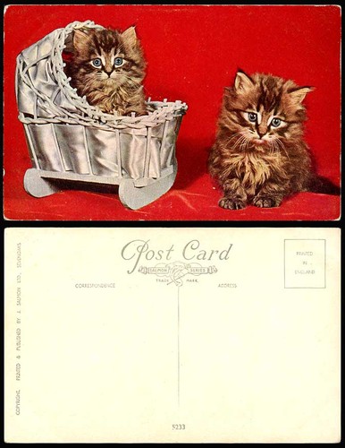 Little kittens cats - little,